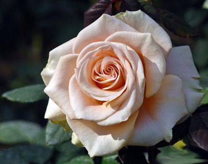 Троянда чайно-гібридна Мерлін Монро (Marilyn Monroe)