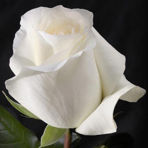 Троянда чайно-гібридна Аваланж (Avalanсhe)