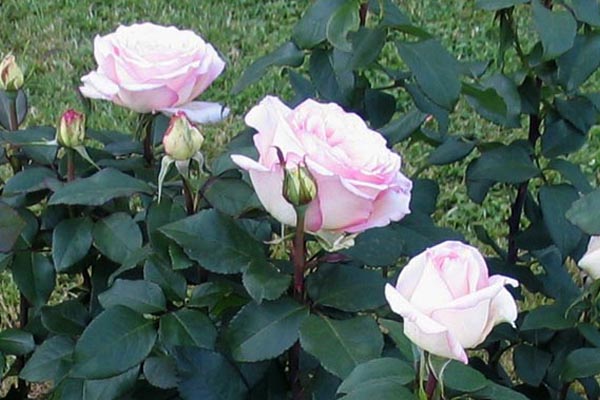 Троянда чайно-гібридна Вівальді (Vivaldi)