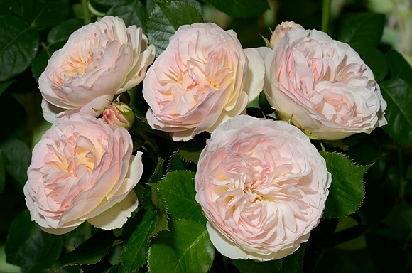 Роза флорибунда Пастелла (Pastella)