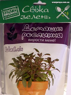 Домашня рослина "Шалфей", 0,5 л