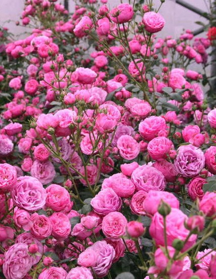 Троянда флорибунда Помпонелла (Pomponella)