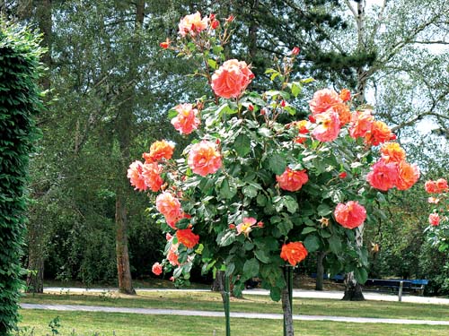 Троянда флорібунда Оранж Сенсейшн (Orange Sensation)