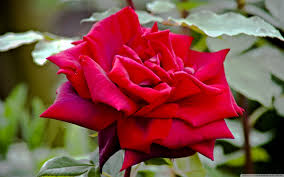 Троянда чайно-гібридна Роял Вільямс (Royal Williams)