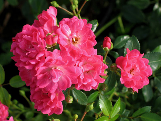 Троянда поліантова Пінк Фейрі (Pink Fairy)