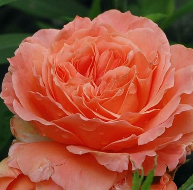 Роза английская Бельведер (Belvedere)