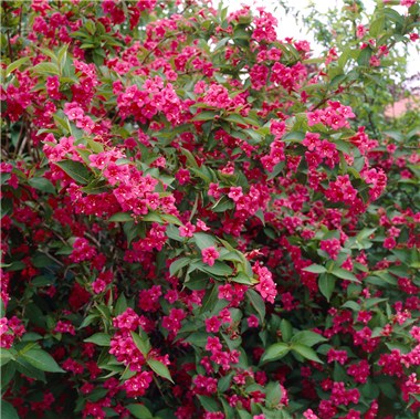 Вейгела цветущая Бристол Руби (Bristol Ruby)