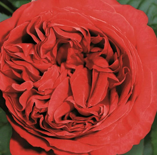 Роза плетистая Эден Роуз (Eden Rose)