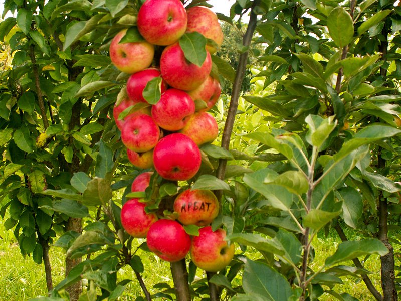 Яблуня домашня Арбат (Arbat)