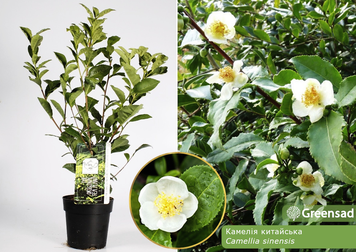 Камелія китайська (Camellia sinensis)