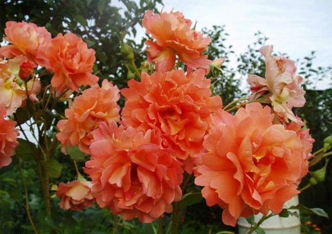 Роза плетистая Вестерленд (Westerland)