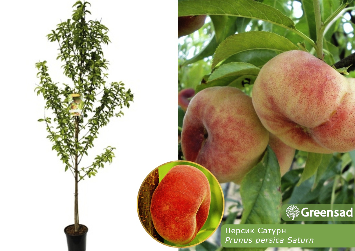 Персик - купить саженцы деревьев в Украине и Киеве, цена продажи сортовперсика
