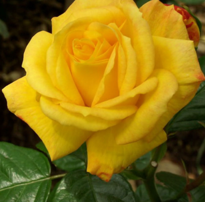 Троянда флорибунда Артур Белл (Arthur Bell)