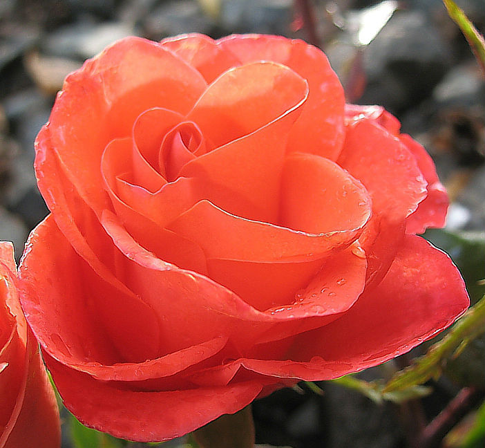 Троянда чайно-гібридна Вау (Wow)