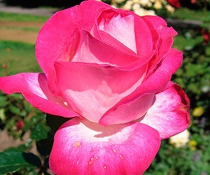 Роза чайно-гибридная Роуз Гожар (Rose Gaujard)