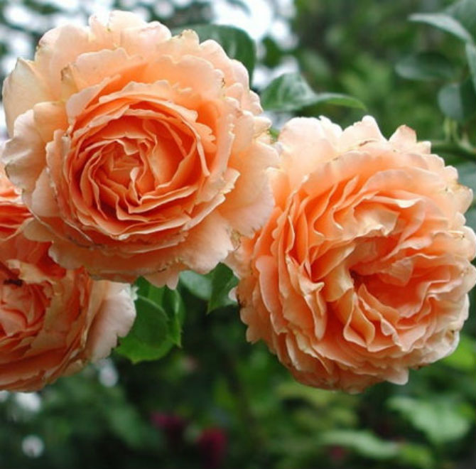 Троянда плетиста Полька (Polka)