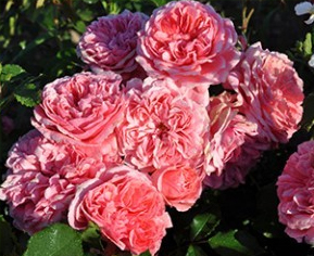 Троянда паркова Розаріум Ютерсен (Rosarium Uetersen)
