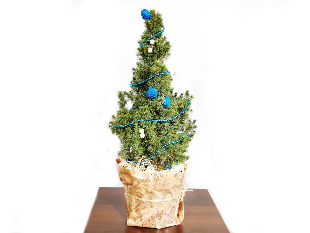 Новогодняя елка - Ель канадская Коника Синяя / контейнер C7,5