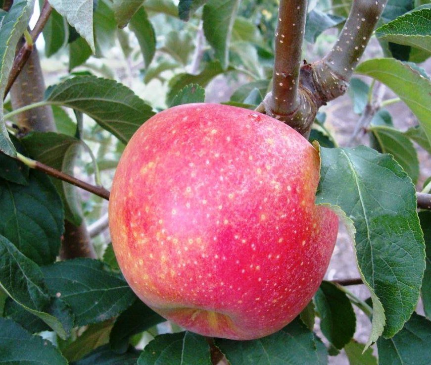 Яблоня домашняя Пинова (Pinova)