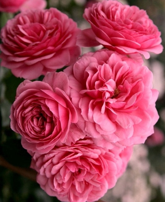 Роза флорибунда Помпонелла (Pomponella)