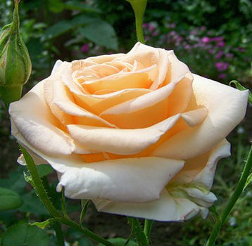 Роза чайно-гибридная Парфум Крем Брюлле (Parfume de Creame Brulle)