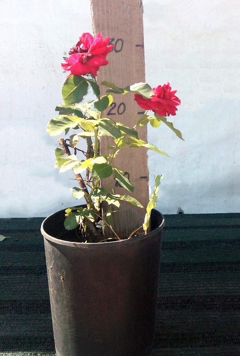 Роза флорибунда Ротилиа (Rotilia)