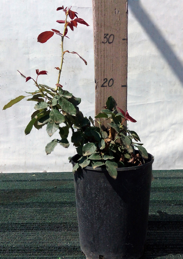 Роза полиантовая Румба (Rumba)