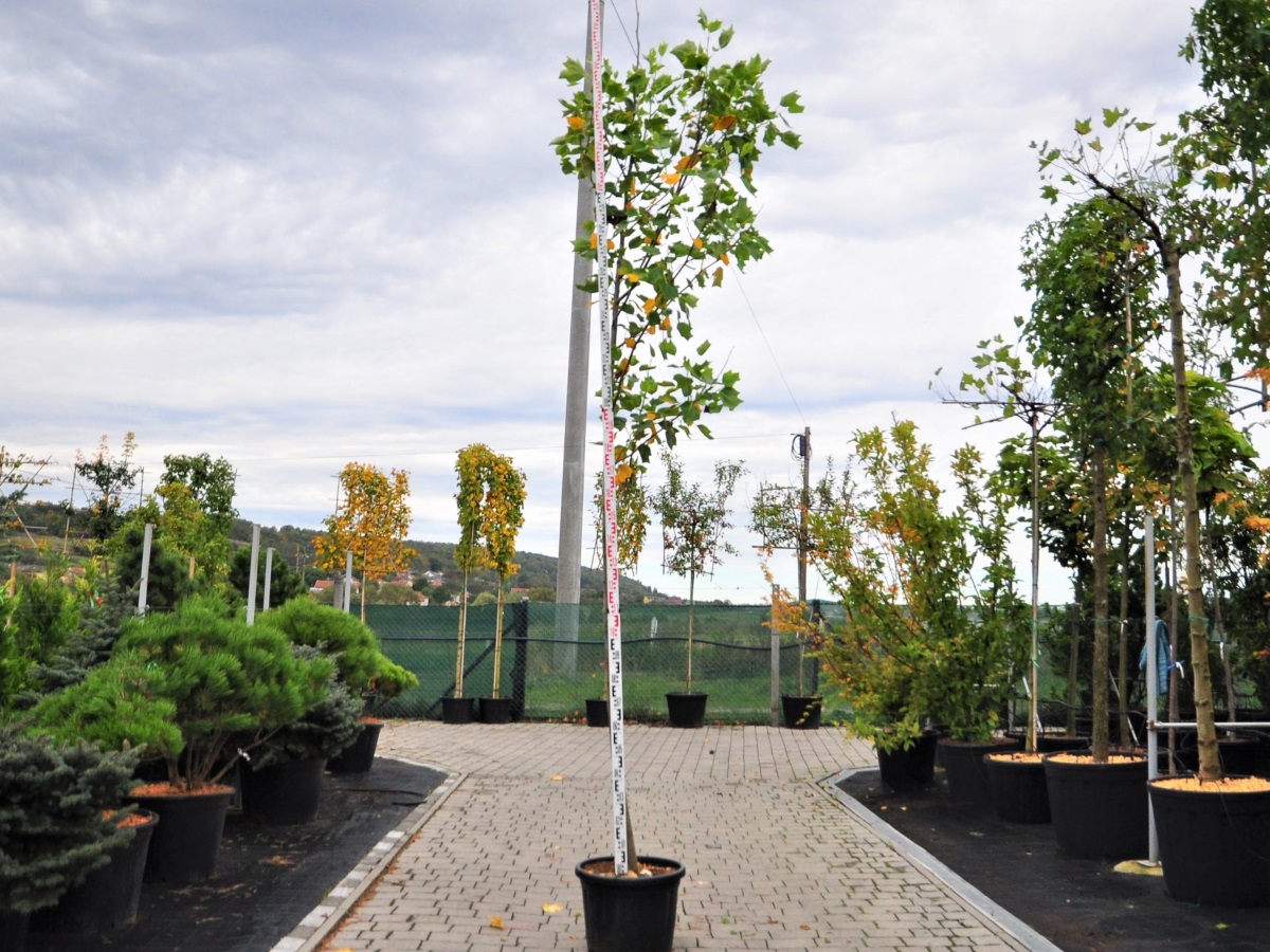 Ліріодендрон (Тюльпанове дерево) тюльпановий Ауреомаргінатум Штамб / контейнер C45 / висота штамба 180-200 