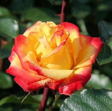 Троянда поліантова Румба (Rumba)