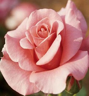 Роза чайно-гибридная Парфюм Париж (Parfume de Paris)