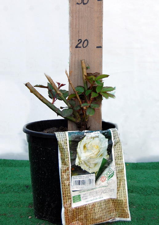 Троянда чайно-гібридна Аваланж (Avalanсhe)