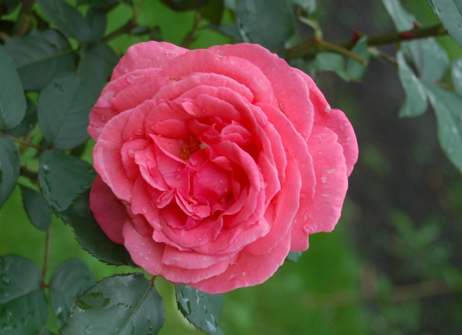 Роза чайно-гибридная Монтезума (Montezuma)