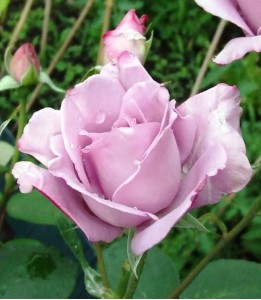 Троянда чайно-гібридна Блю Ніл (Blue Nile)