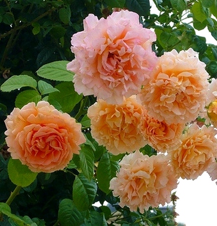 Троянда плетиста Полька (Polka)