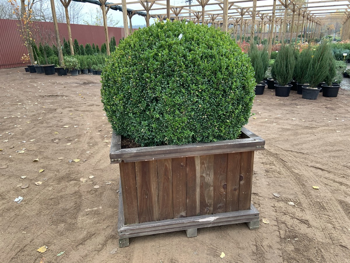 Самшит вечнозеленый Шар Extra / контейнер Woodenbox 1000 / ширина 100-120 