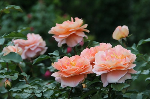 Троянда флорібунда Зангерхаузер Юбиляумсрозе (Sangerhauser Jubilaumsrose)