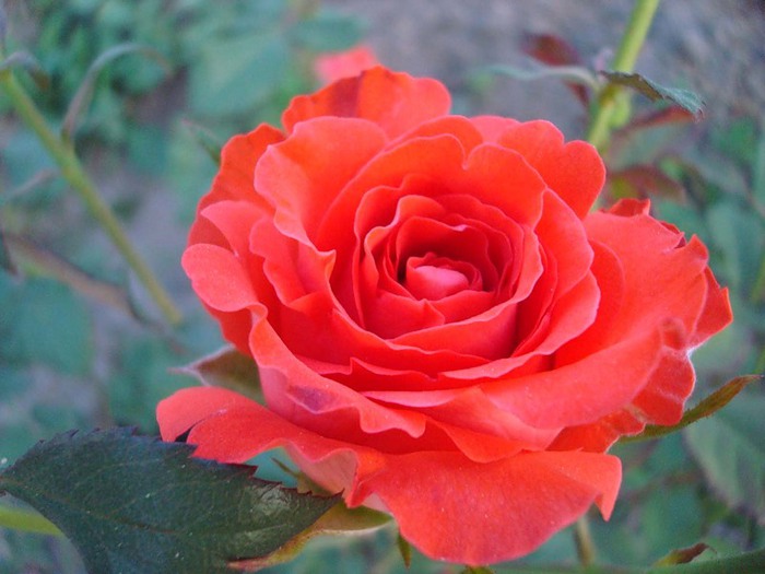 Троянда чайно-гібридна Анжеліка (Angelique)