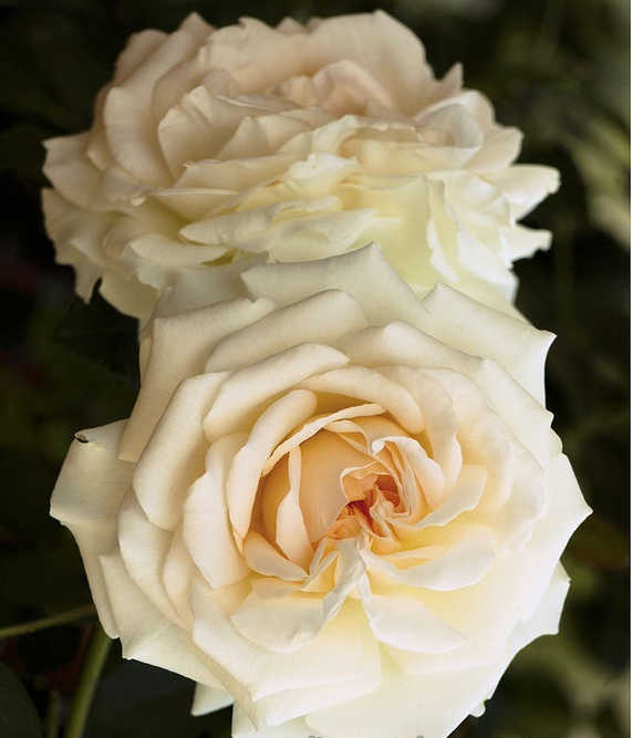 Роза флорібунда Лайонс Роуз (Lions Rose)