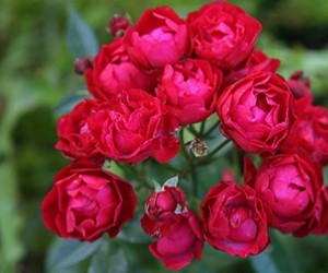 Троянда поліантова Морcдаг Ред (Morsdag Red)