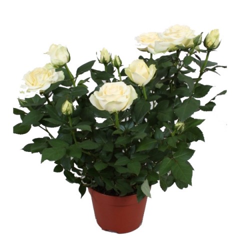 Троянда Кордана (Kordana), 28 см