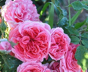 Роза парковая Розариум Ютерзен (Rosarium Uetersen)