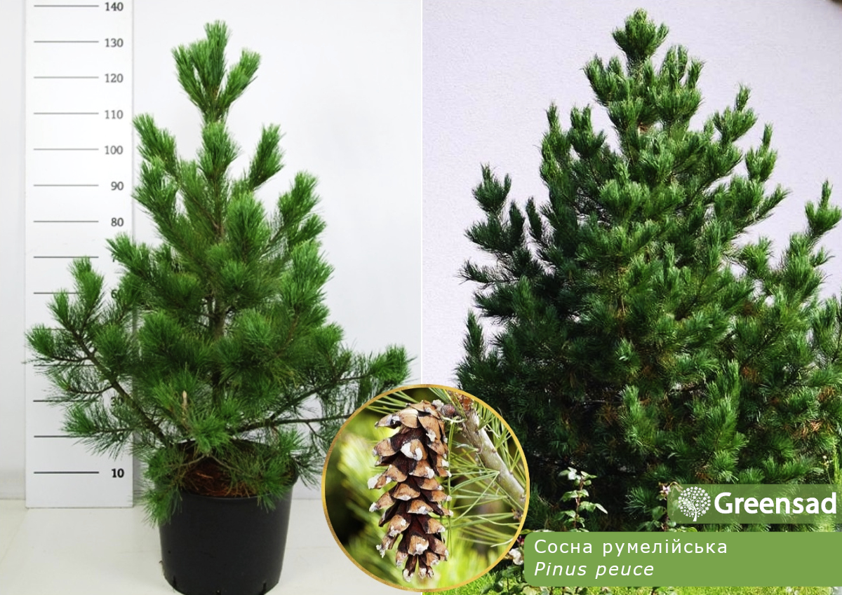 Сосна румелійська (Pinus peuce)