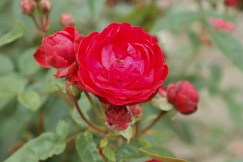 Роза полиантовая Морсдаг (Morsdag)