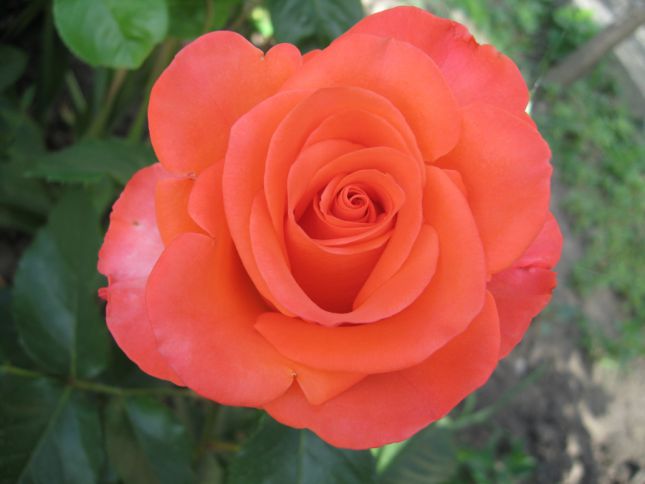 Роза чайно-гибридная Вау (Wow)