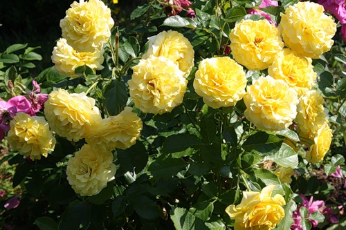 Троянда паркова Ліхткьонігін Лючія (Lichtkonigin Lucia)