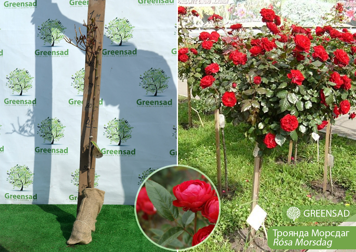 Троянда поліантова Морсдаг (Morsdag)