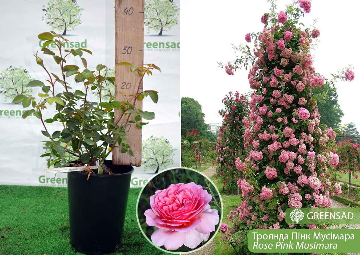 Троянда плетиста Пінк Мушімара (Pink Musimara)