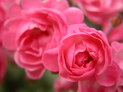 Троянда грунтопокривна Пінк Фейрі (Pink Fairy)
