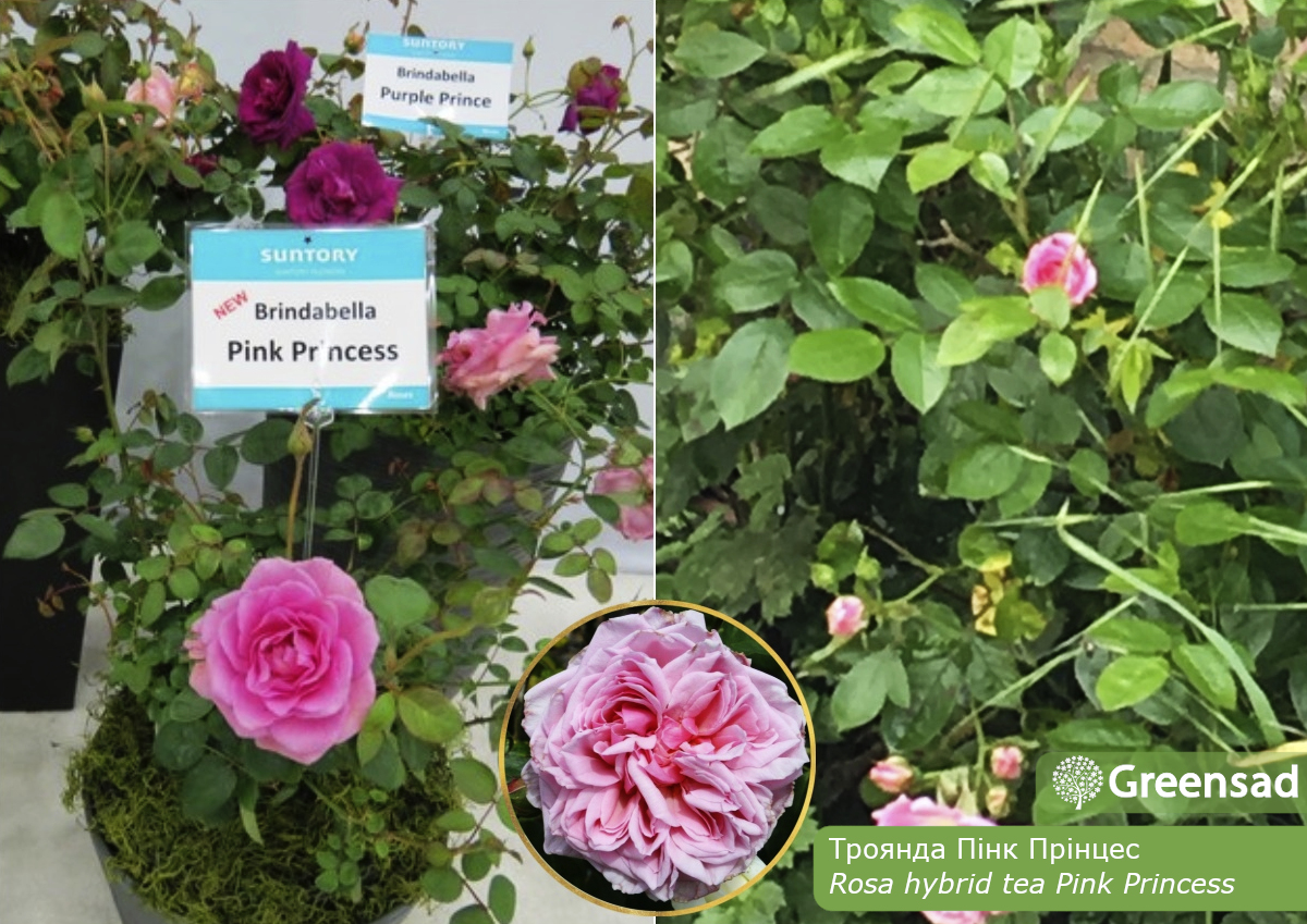 Троянда чайно-гібридна Пінк Прінцес (Pink Princess)