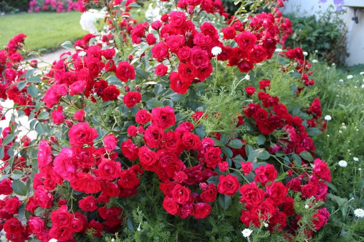 Троянда грунтопокривна Скарлет Мейландекор (Scarlet Meillandecor)